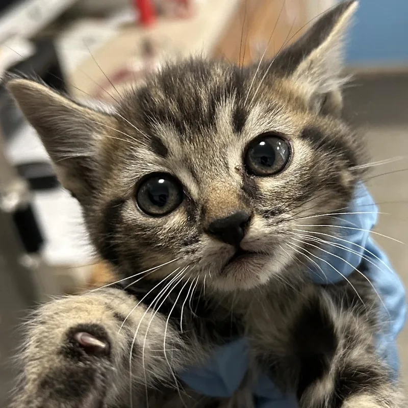 Jack O' Lantern thumbnail 6