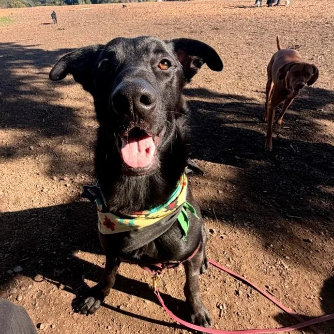 Brighton thumbnail 4