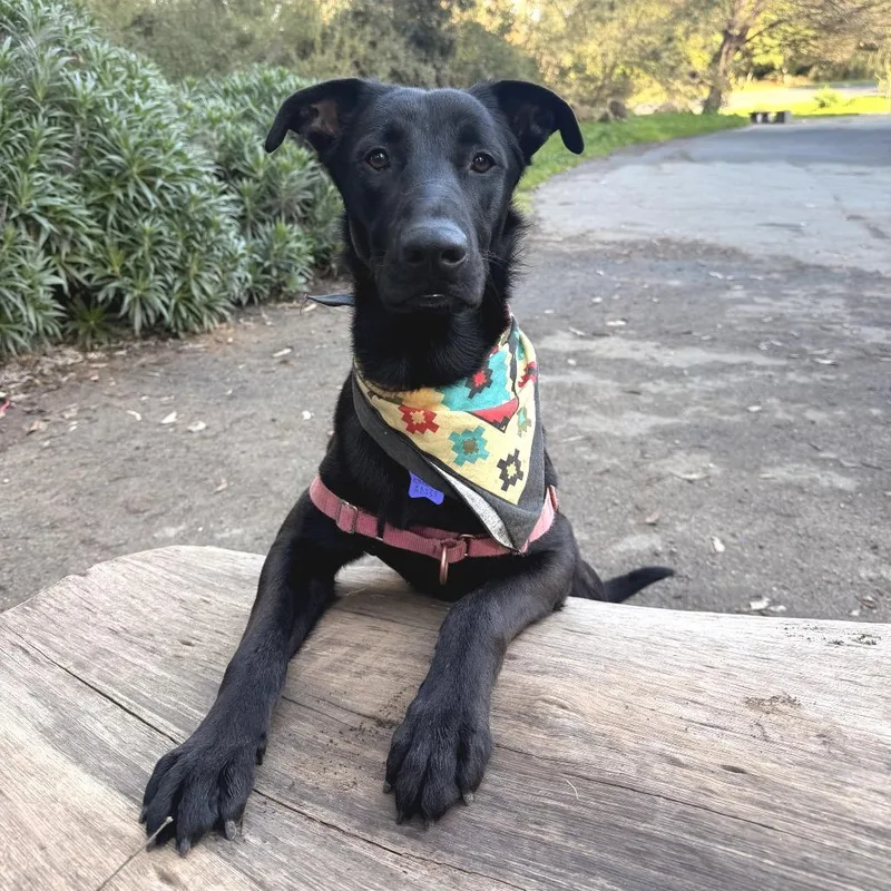 Brighton thumbnail 5