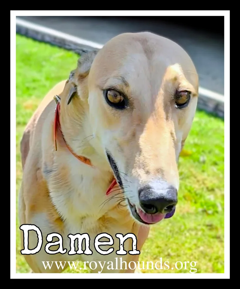 Damen