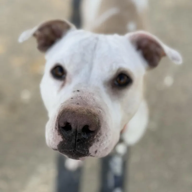 Princess thumbnail 3