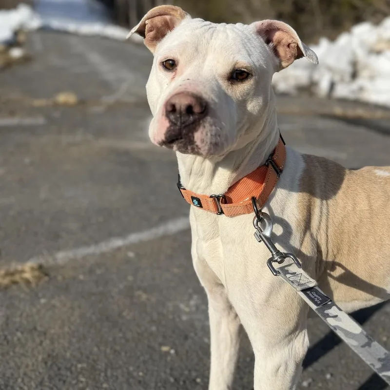 Princess thumbnail 5