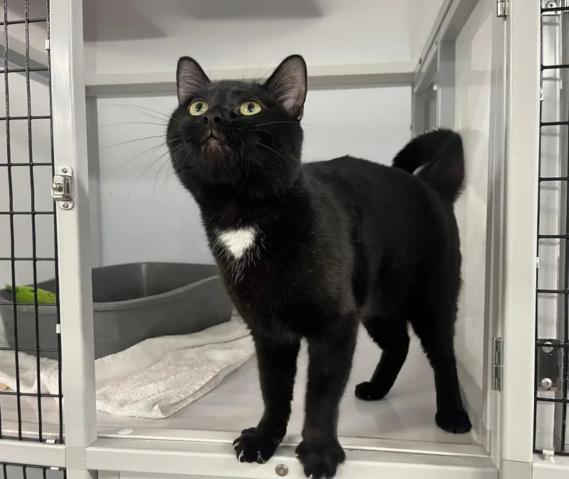 Western Blot thumbnail 2