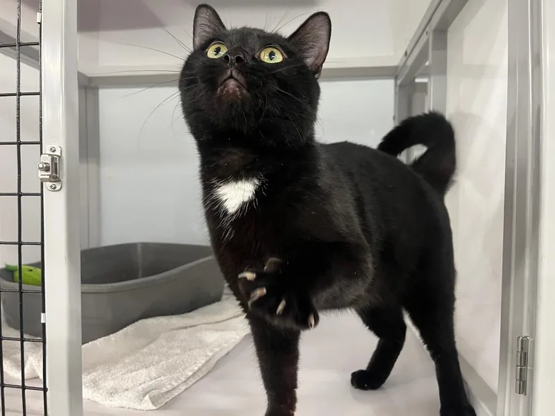 Western Blot thumbnail 3