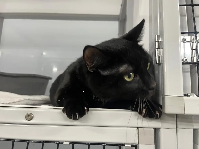 Western Blot thumbnail 4