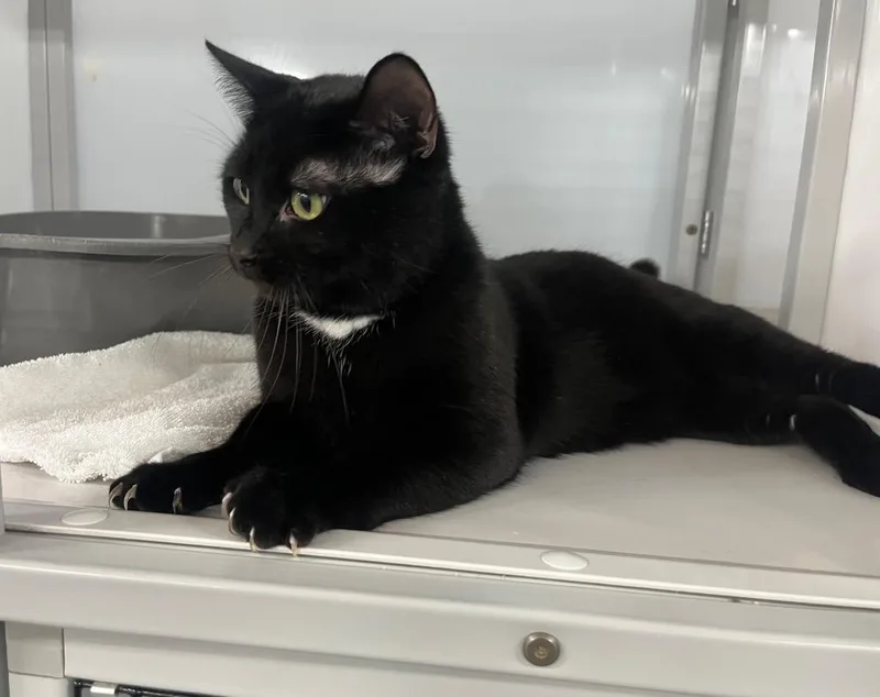 Western Blot thumbnail 5