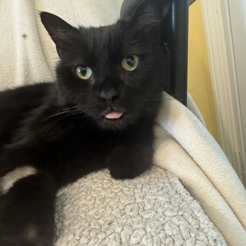 Magic Man & Presto thumbnail 2