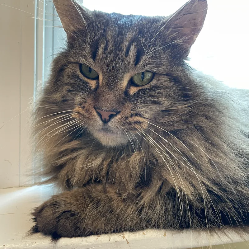 Magic Man & Presto thumbnail 3