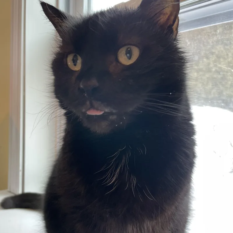 Magic Man & Presto thumbnail 4