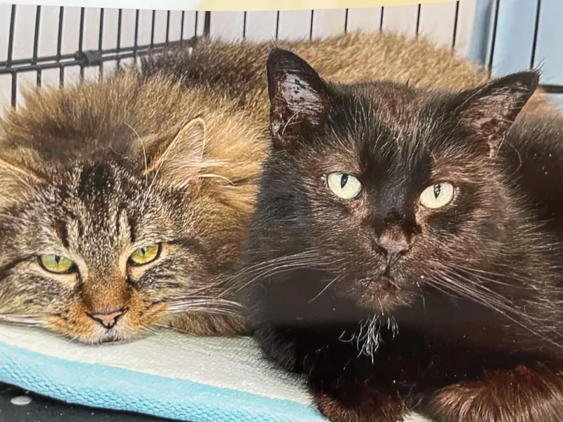 Magic Man & Presto thumbnail 5