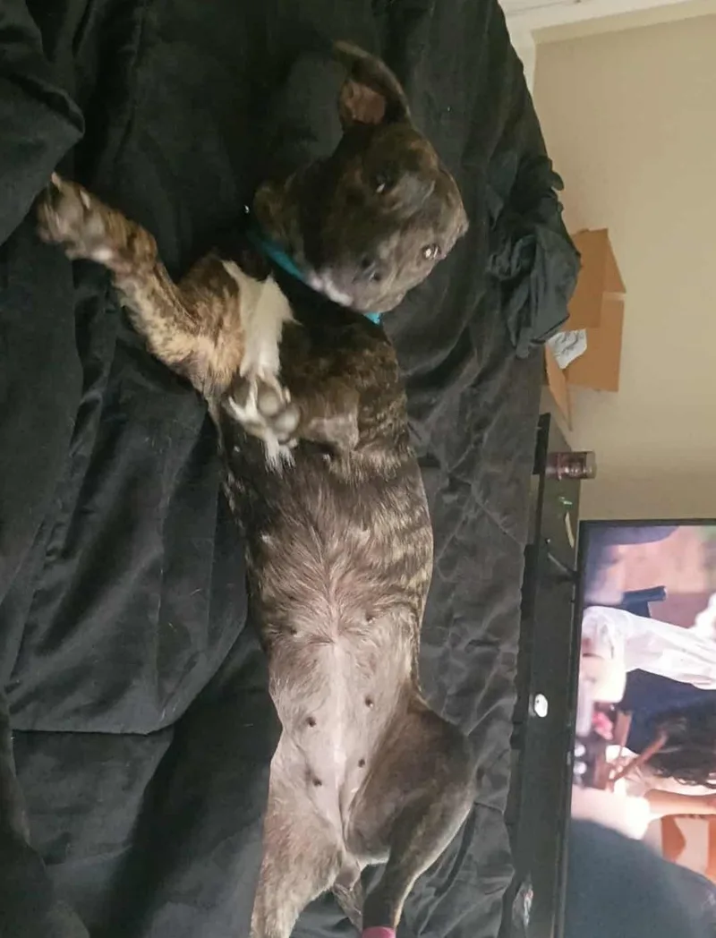 Brindle Brownie thumbnail 2