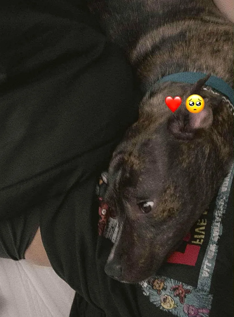 Brindle Brownie thumbnail 3