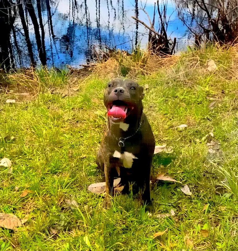 Brindle Brownie thumbnail 4