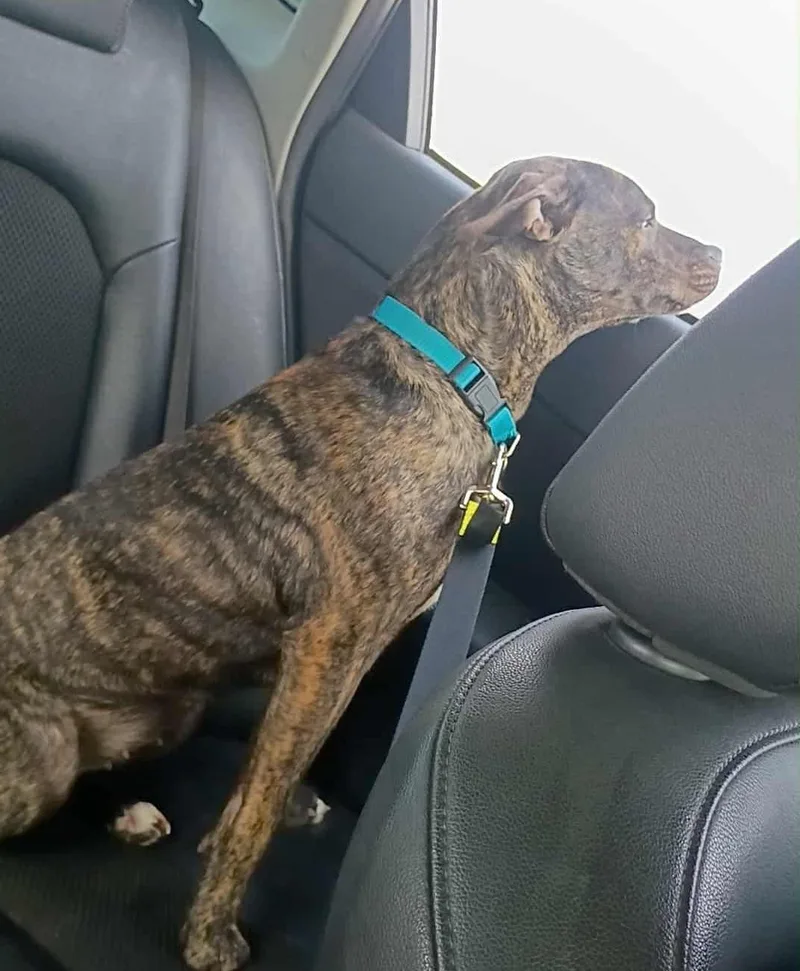 Brindle Brownie thumbnail 5