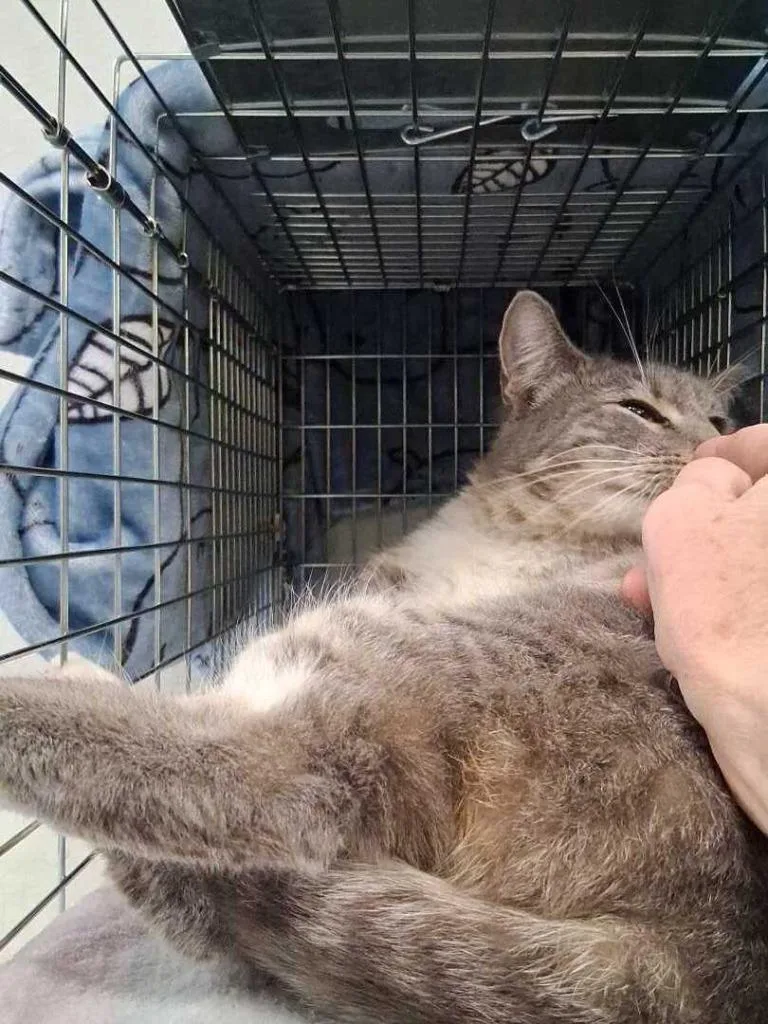 Princess thumbnail 2