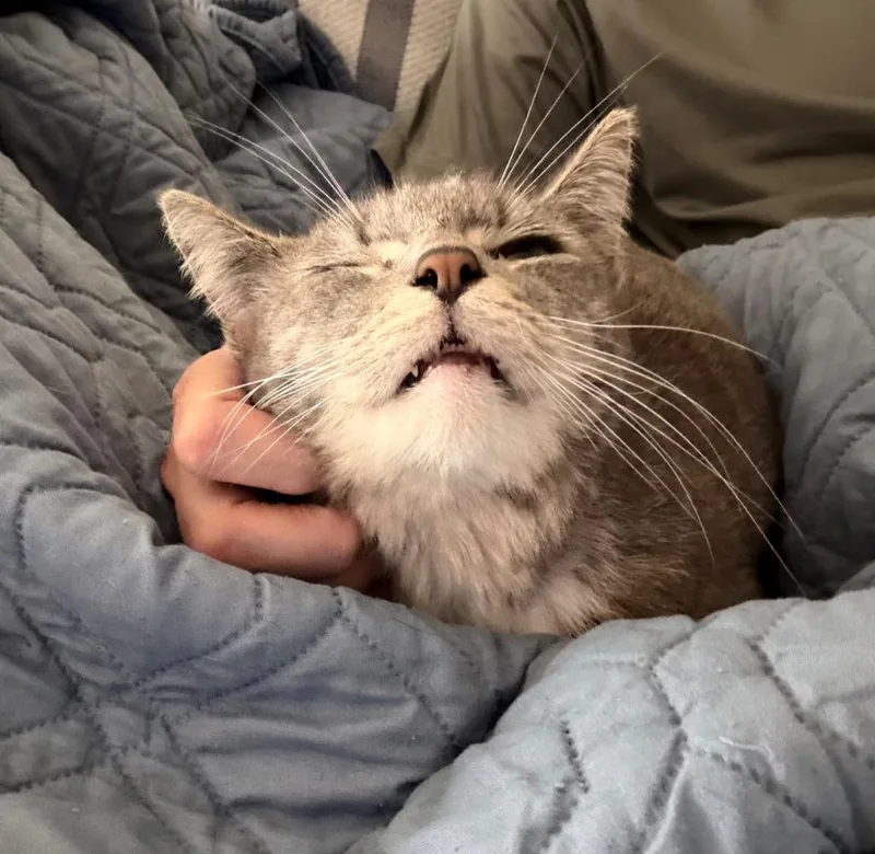 Princess thumbnail 4