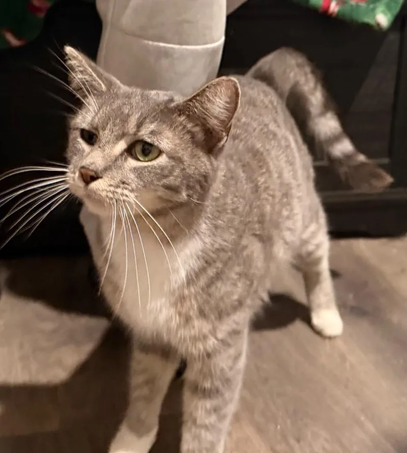 Princess thumbnail 5