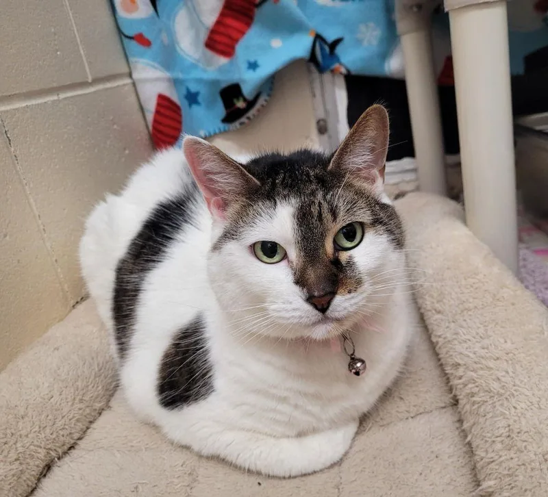 Princess thumbnail 2