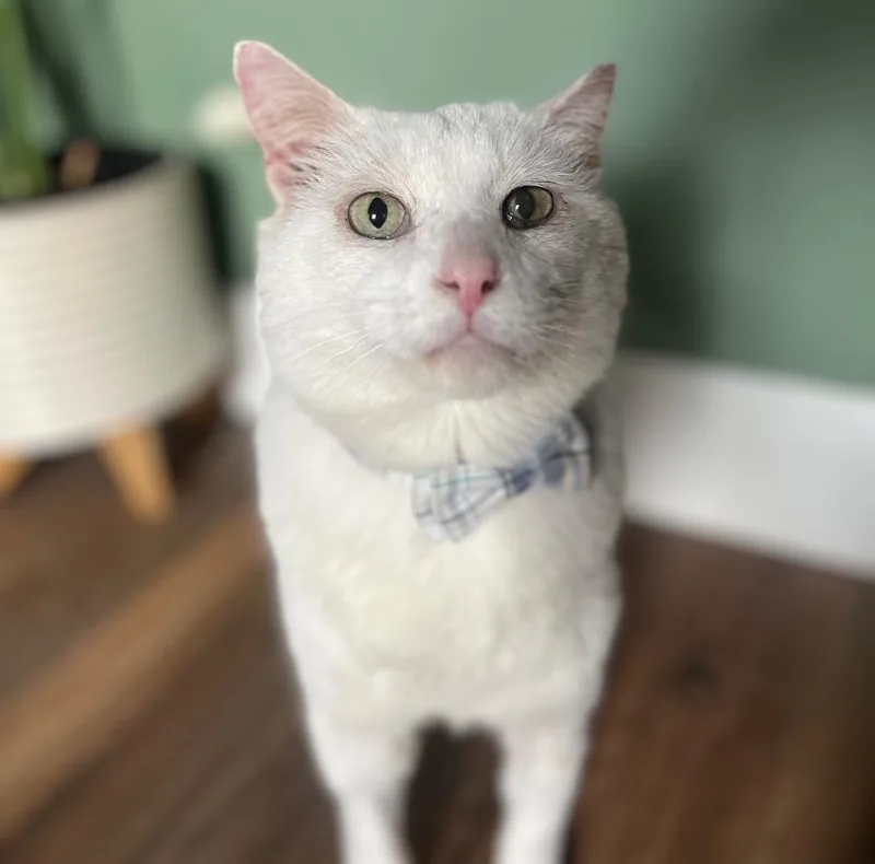 Theodore thumbnail 3