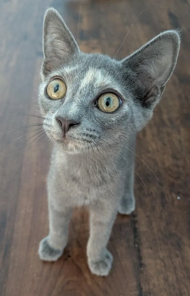 Veruschka thumbnail 2