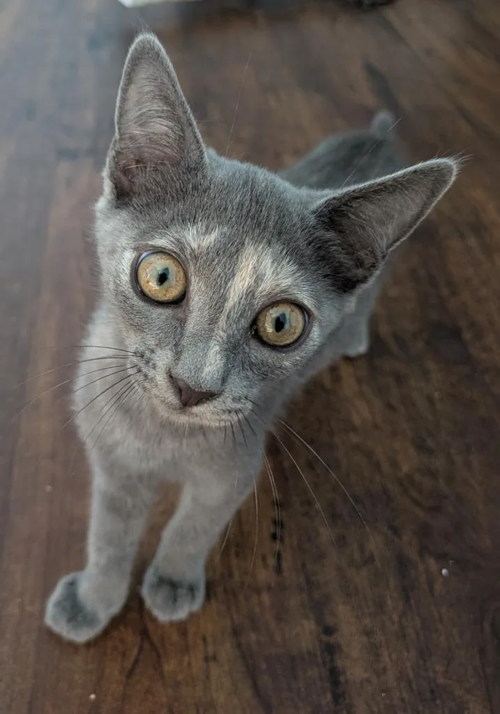 Veruschka thumbnail 3