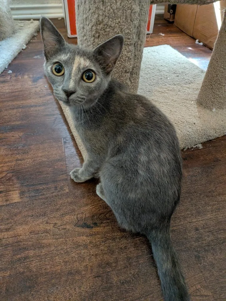 Veruschka thumbnail 4