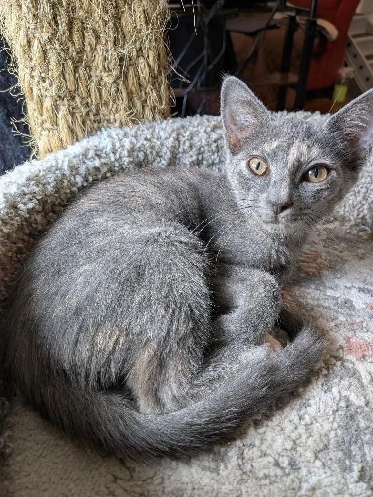 Veruschka thumbnail 5