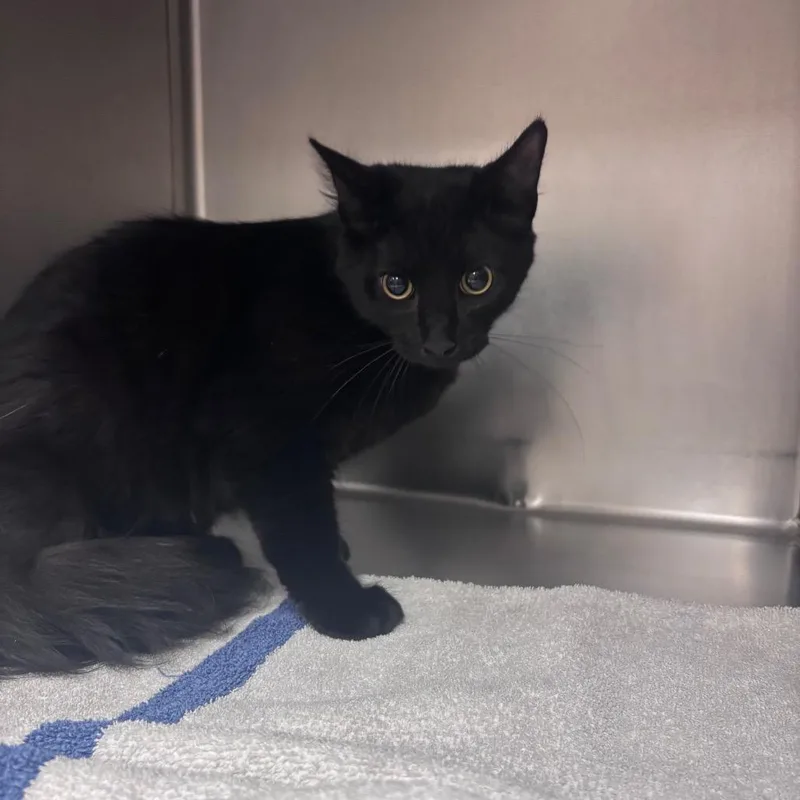 Handsome thumbnail 2