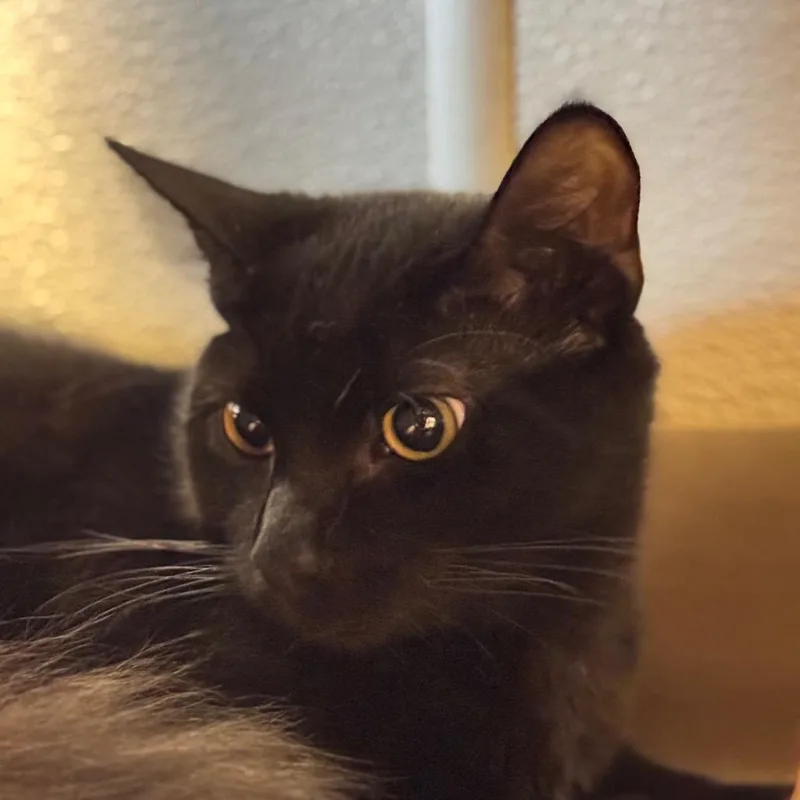 Handsome thumbnail 3