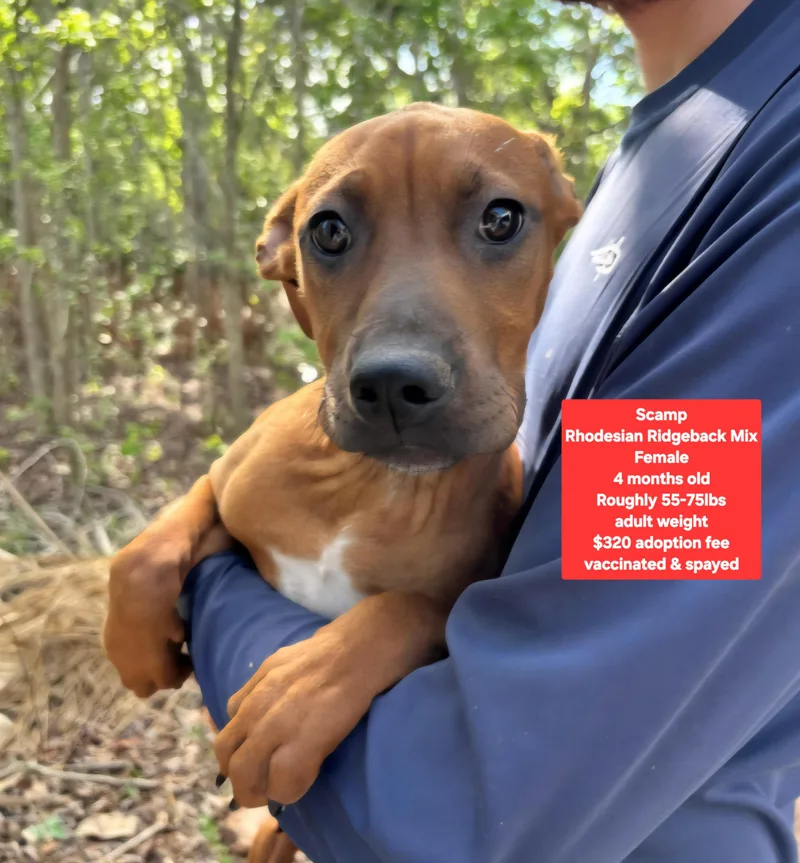 Scamp