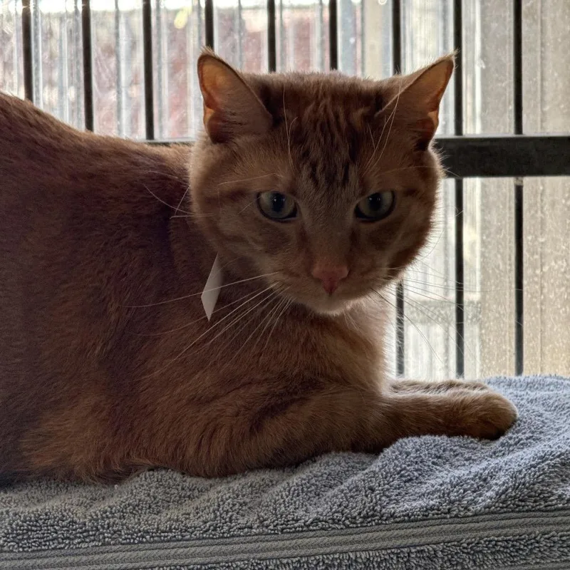 Will Furrell thumbnail 2