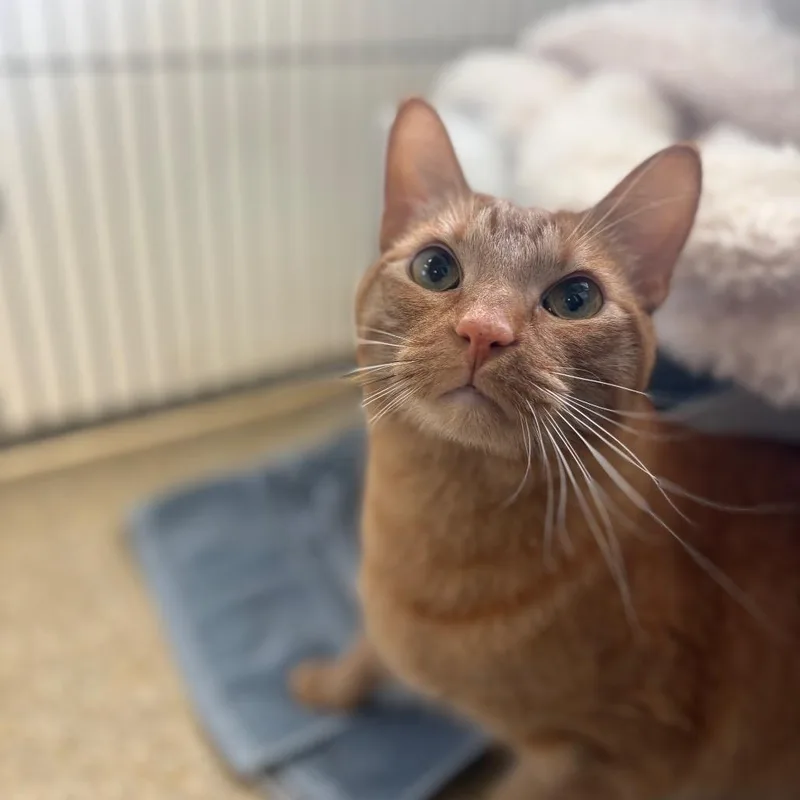 Will Furrell thumbnail 3