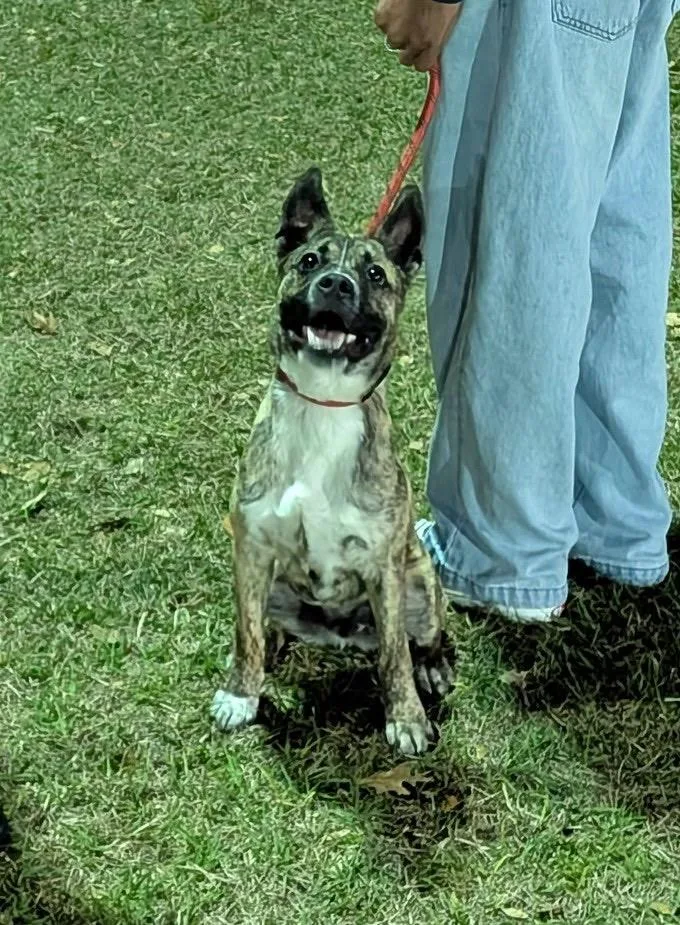 Hansel : Puppy With thumbnail 3