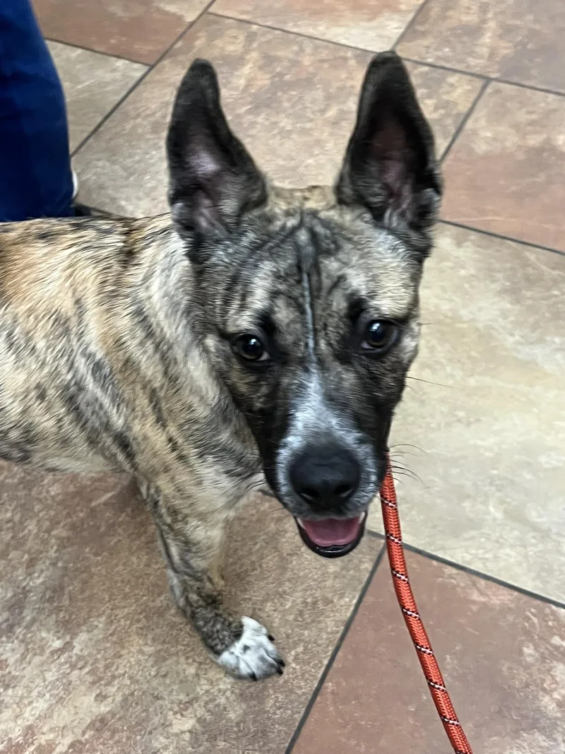 Hansel : Puppy With thumbnail 4