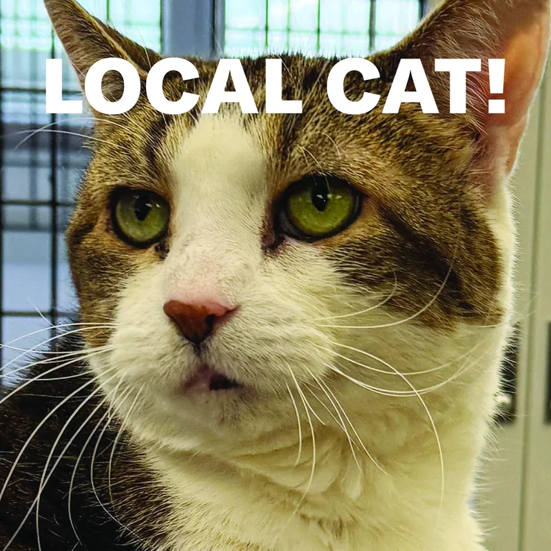 Local Cat: Muffin 