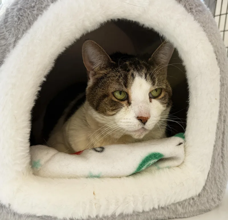 Local Cat: Muffin  thumbnail 5