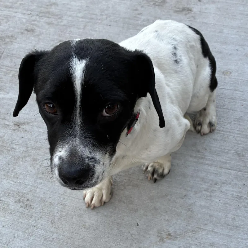 Jelly Bean thumbnail 3