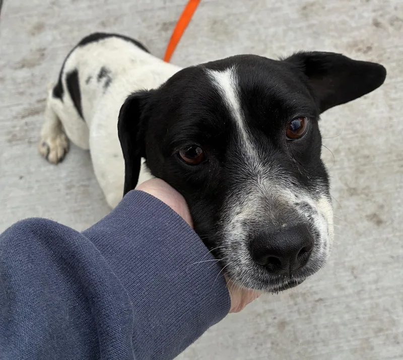 Jelly Bean thumbnail 4