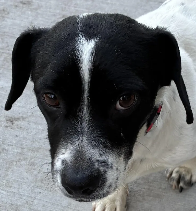 Jelly Bean thumbnail 5