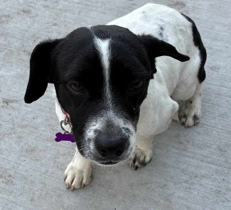 Jelly Bean thumbnail 6