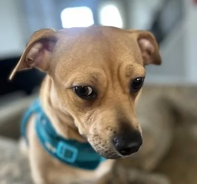 Sweet Pea thumbnail 3