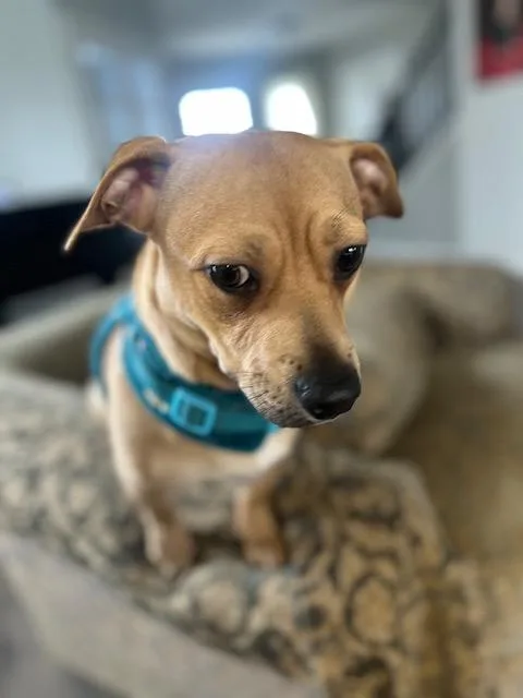 Sweet Pea thumbnail 4