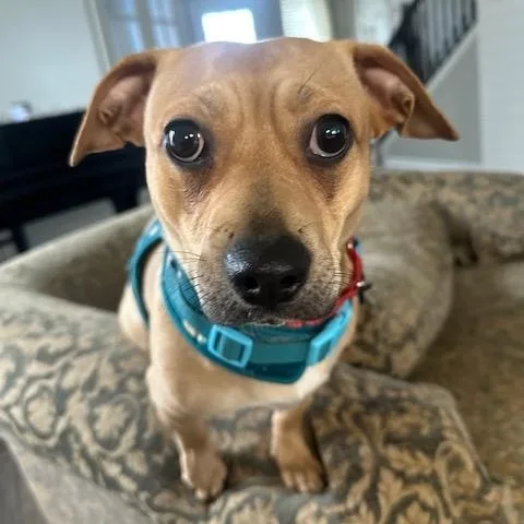 Sweet Pea thumbnail 5