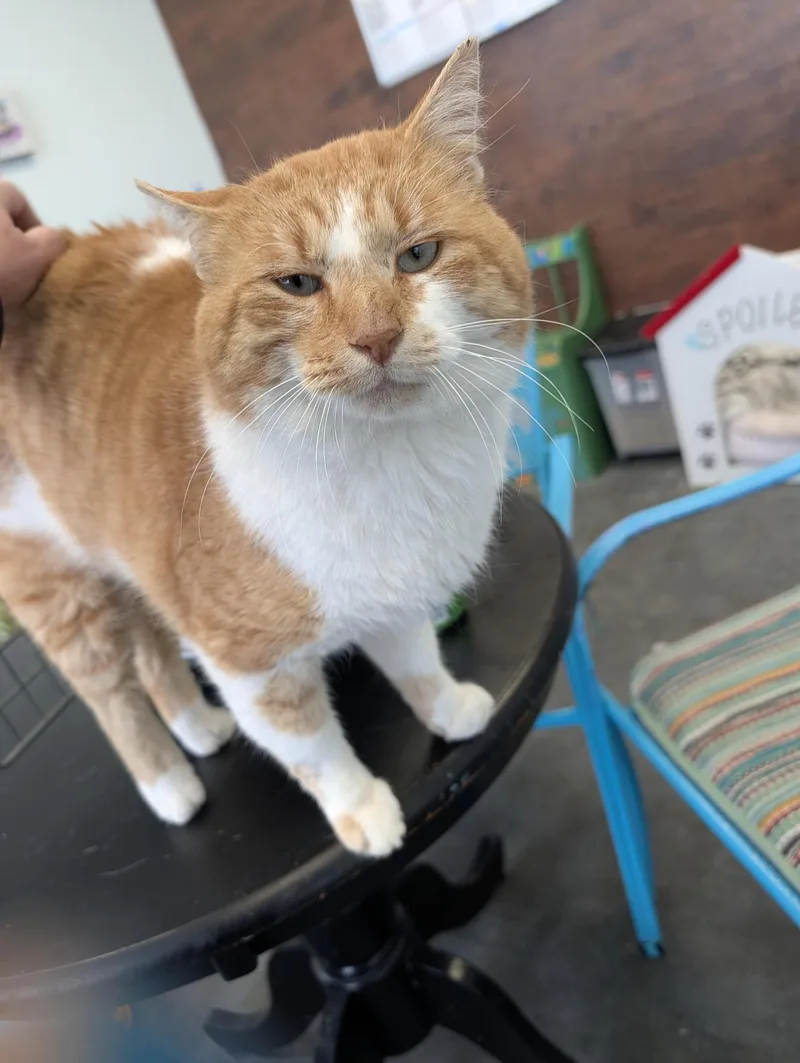 Percy  Chow Hound! thumbnail 2