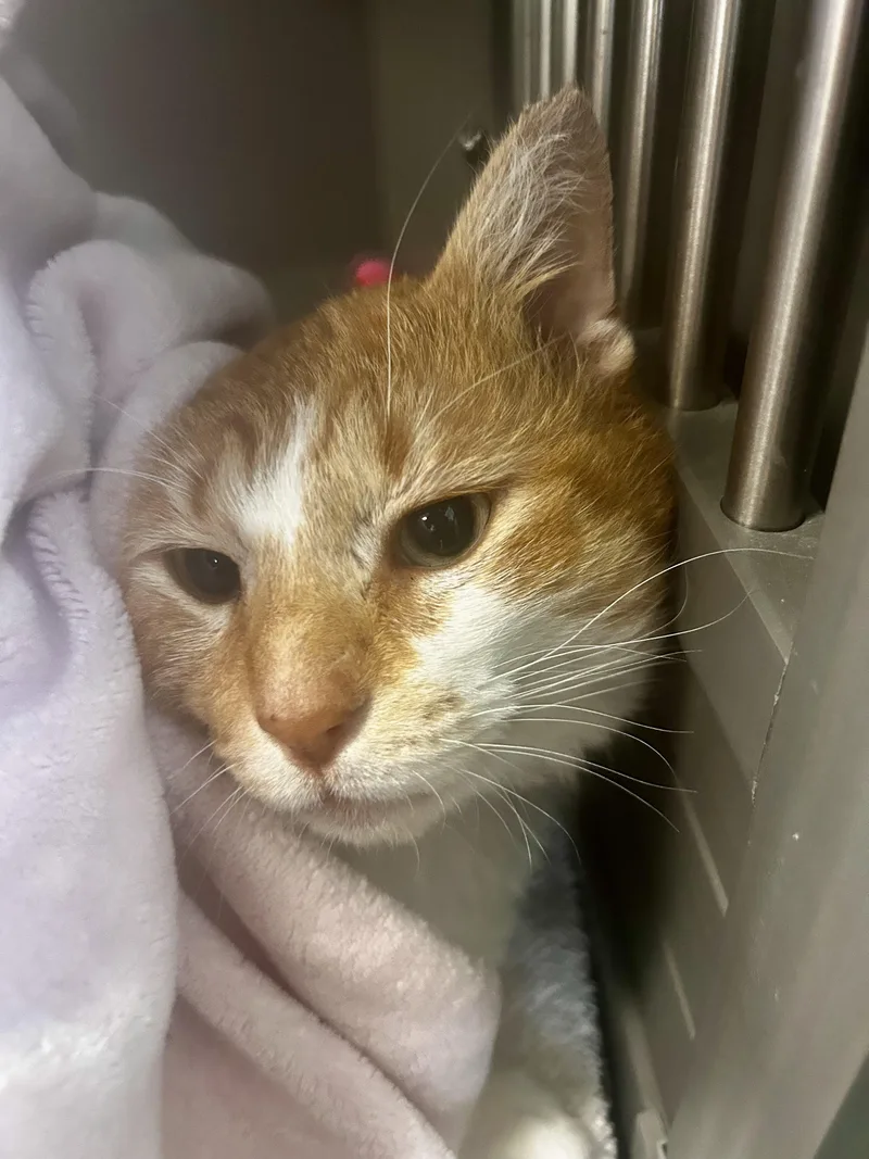 Percy  Chow Hound! thumbnail 3