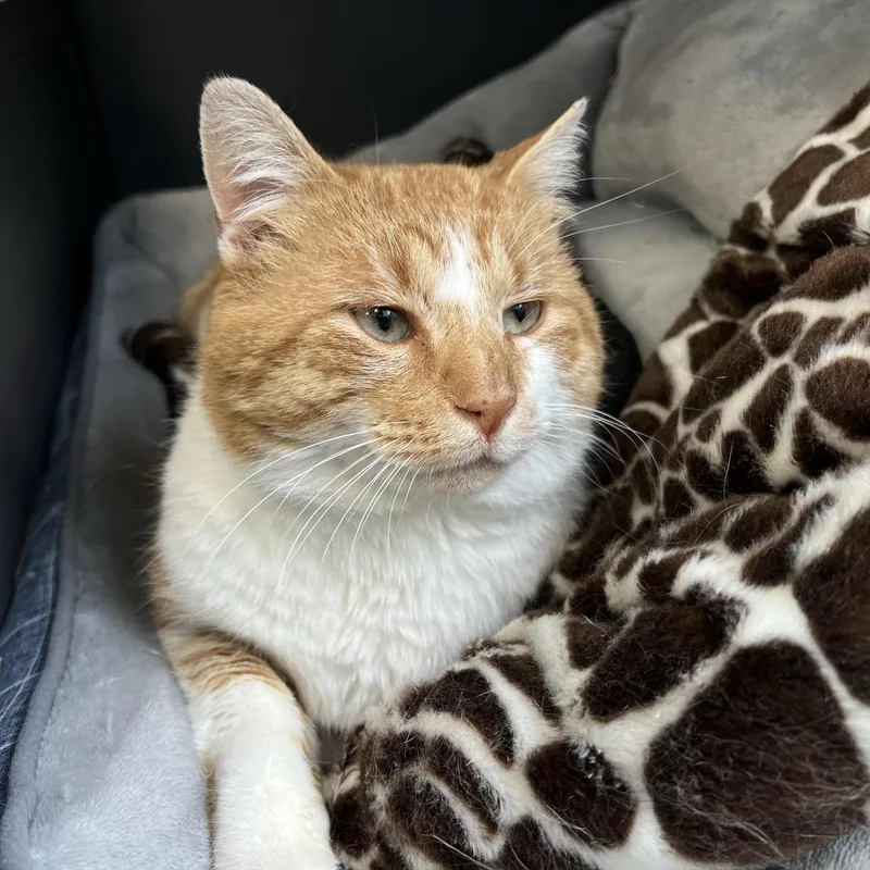 Percy  Chow Hound! thumbnail 4