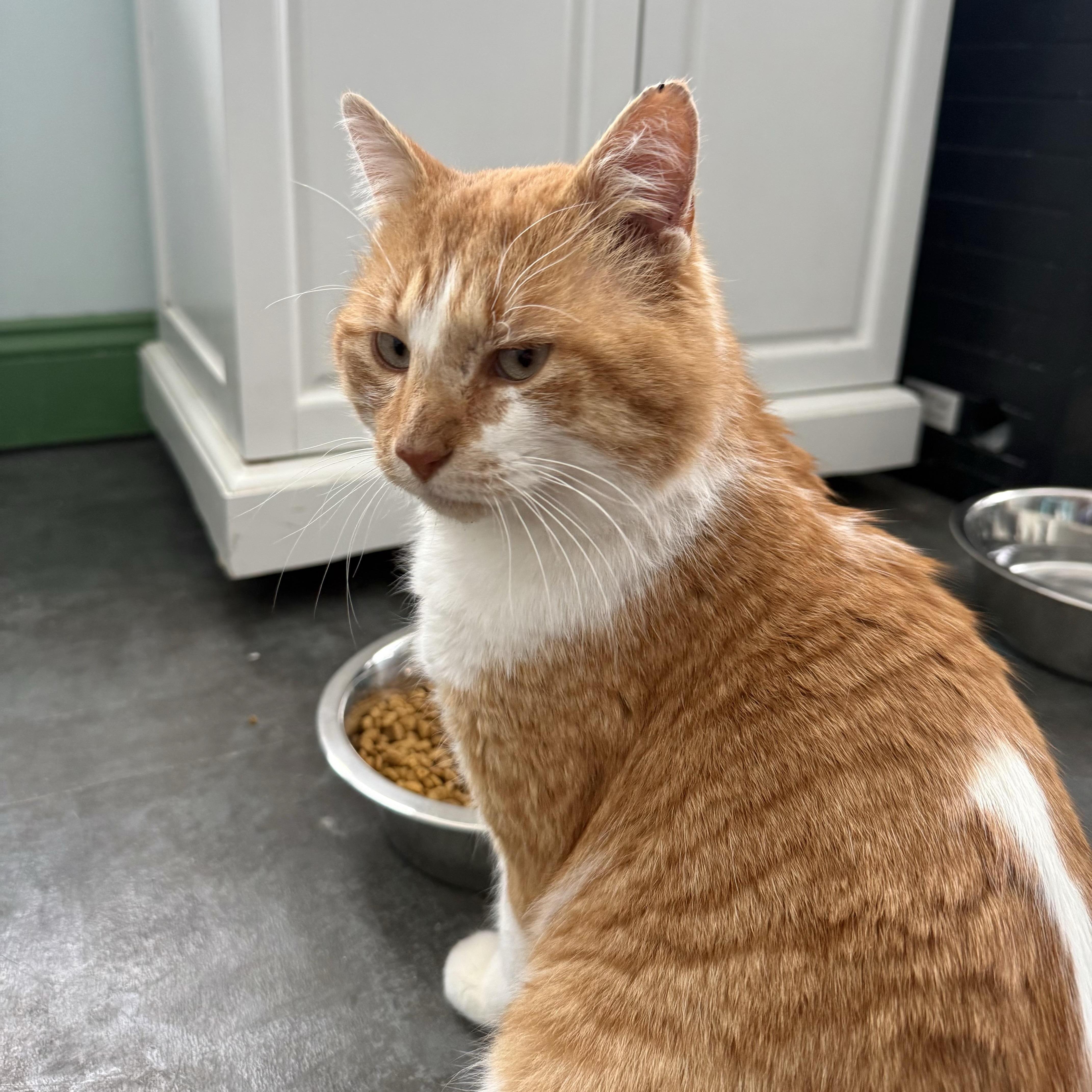 Percy  Chow Hound! thumbnail 6