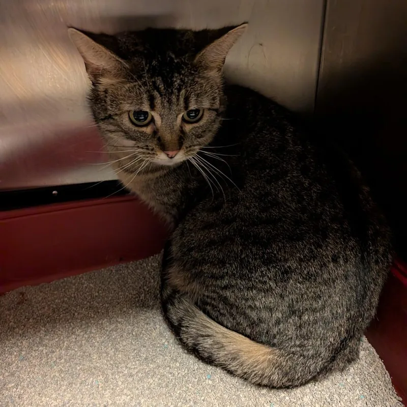 Lost In Wonderland thumbnail 2