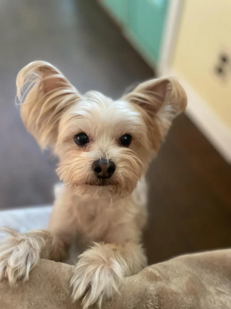 Lulu And Chewy  thumbnail 2