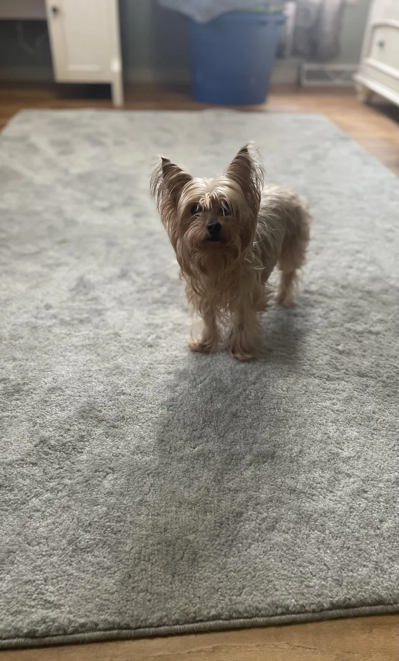 Lulu And Chewy  thumbnail 3